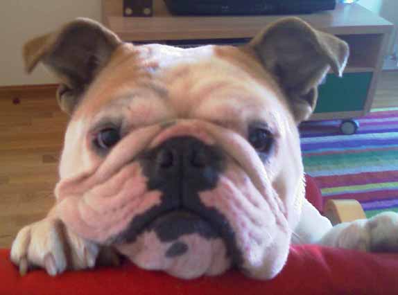 SALUDOS DE UNA BULLDOG DE &Aacute;VILA